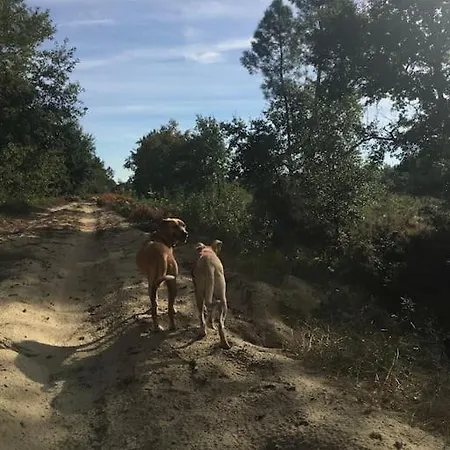 Entre Chevreuil Et Cerf Belin-Beliet