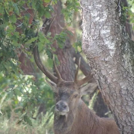 Entre Chevreuil Et Cerf Villa