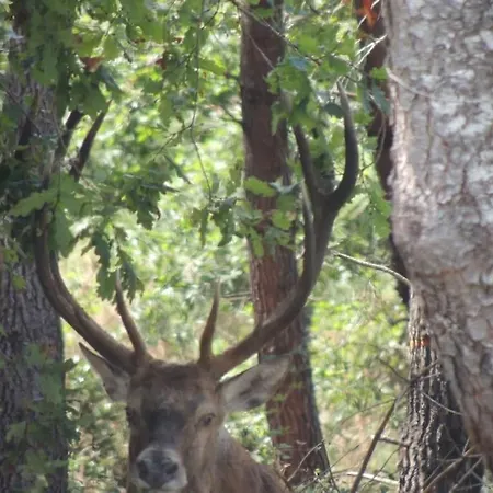 Entre Chevreuil Et Cerf Villa Belin-Beliet