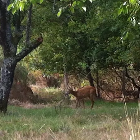 Entre Chevreuil Et Cerf *