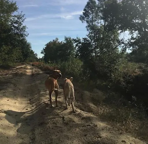 Entre Chevreuil Et Cerf Belin-Beliet