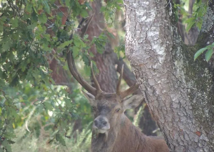 Entre Chevreuil Et Cerf Villa