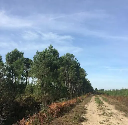 Entre Chevreuil Et Cerf *