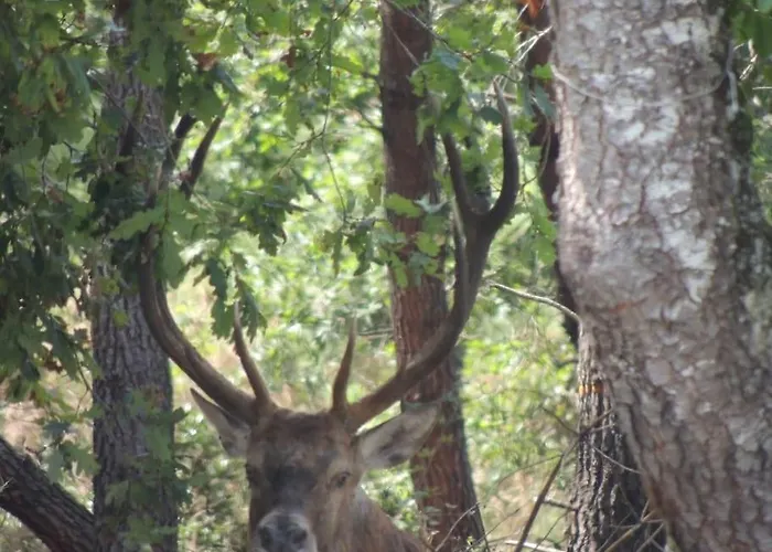 Entre Chevreuil Et Cerf Villa Belin-Beliet