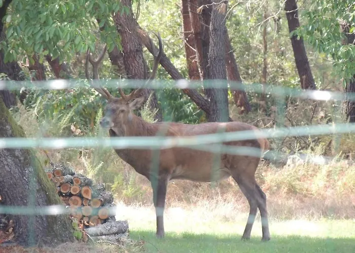 Entre Chevreuil Et Cerf